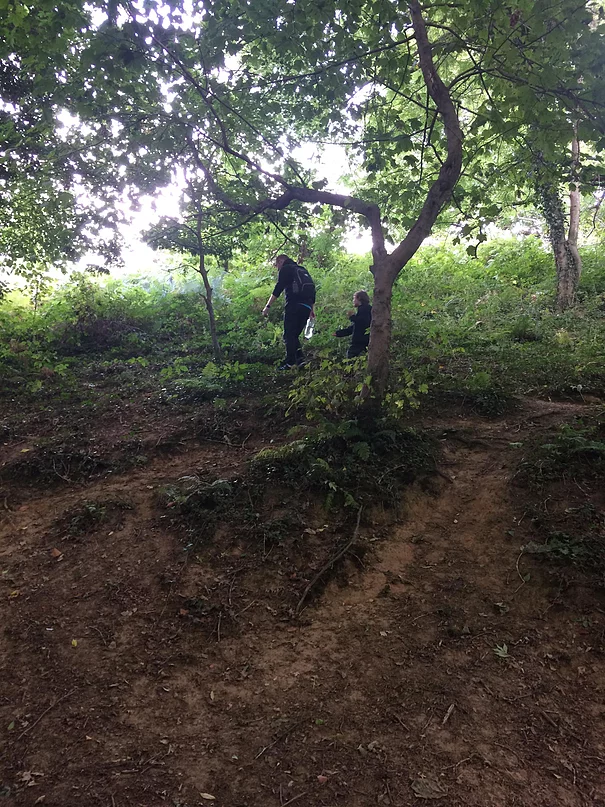 Foreging in the woods